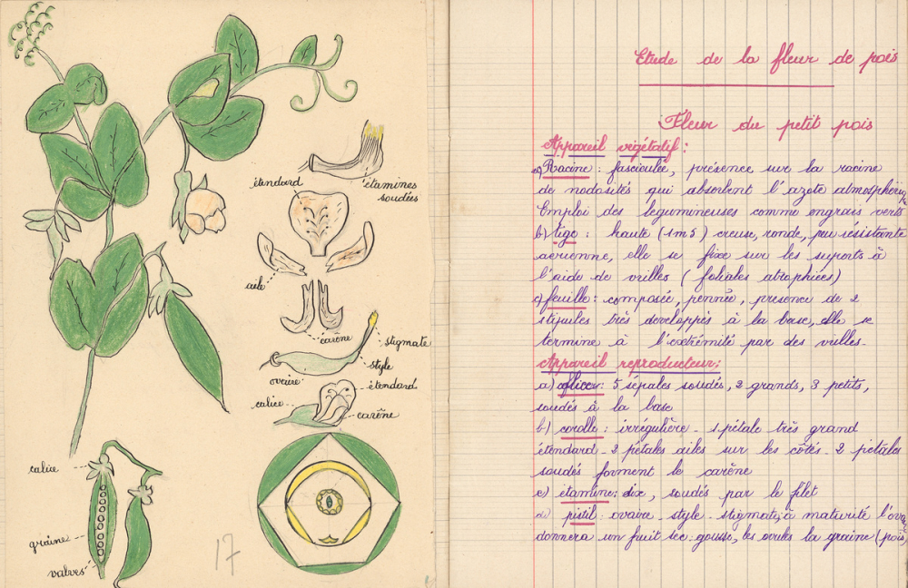 Cahier de sciences. 