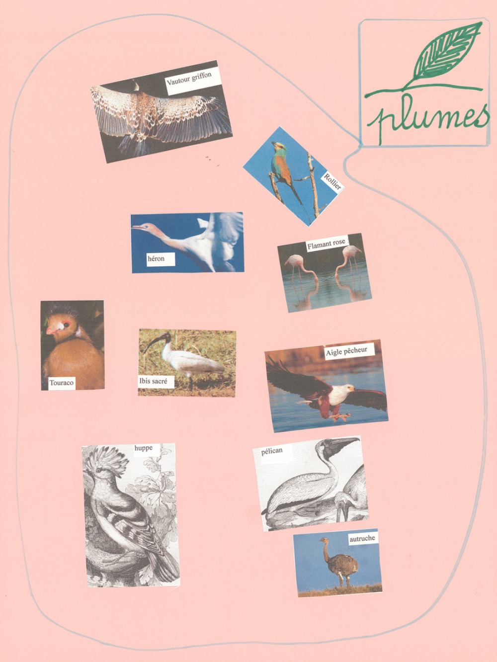 Les animaux à plumes