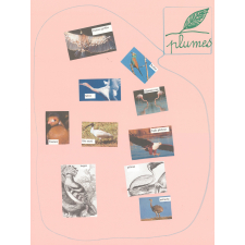 Les animaux à plumes