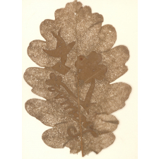 Travail manuel. Feuille d'arbre séchée.