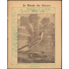 Le monde des oiseaux : La bergeronnette