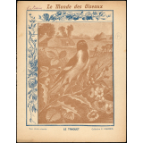 Le monde des oiseaux : Le traquet