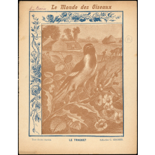 Le monde des oiseaux : Le traquet