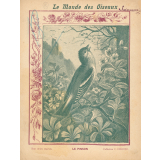 Le monde des oiseaux : Le pinson