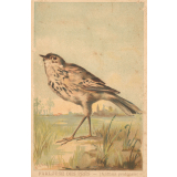 Image à collectionner : Farlouse des prés