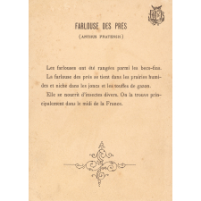 Image à collectionner : Farlouse des prés