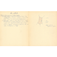 Travaux pratiques de micrographie