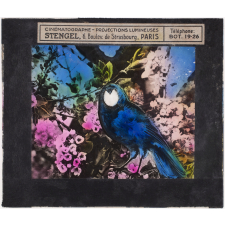 Oiseau bleu