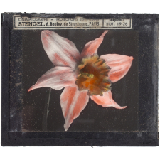 Narcisse rose