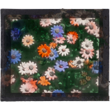 Marguerites colorées