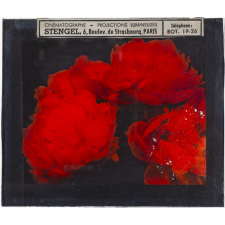 Roses rouges