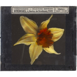 Narcisse jaune