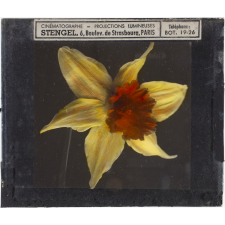 Narcisse jaune