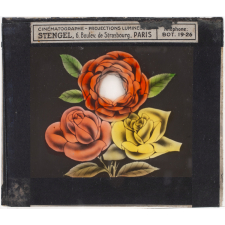 Roses et pivoine