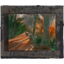 Paysage : Buis et palmiers