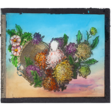 Chrysanthèmes