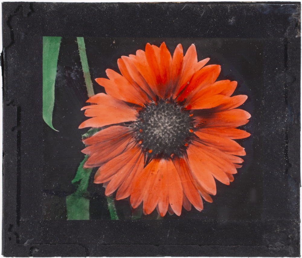 Marguerite rose