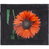 Marguerite rose