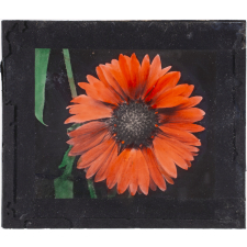 Marguerite rose