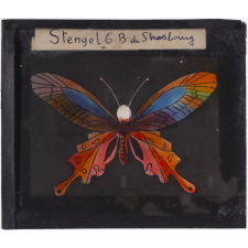Papillon imaginaire