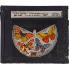 Groupe de papillons
