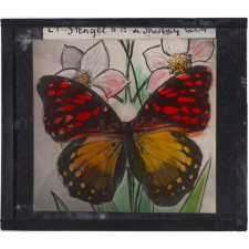 Papillon : Monarque