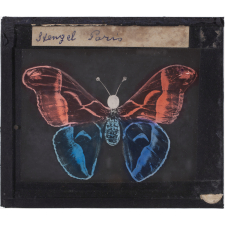 Papillon : Vulcain rose