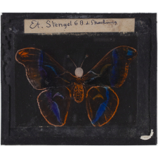 Papillon : Vulcain orange