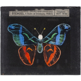 Papillon : Vulcain bleu