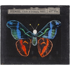 Papillon : Vulcain bleu
