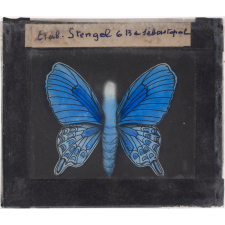 Papillon : Machaon bleu