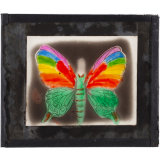 Papillon : Machaon multicolore