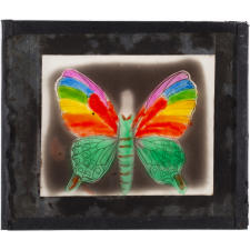Papillon : Machaon multicolore