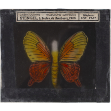 Papillon : Machaon orange