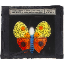 Papillon : Orange