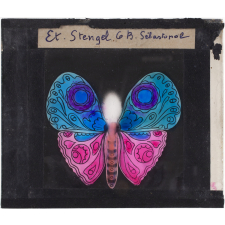 Papillon : Bleu et mauve