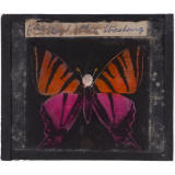 Papillon : Machaon rose et orange