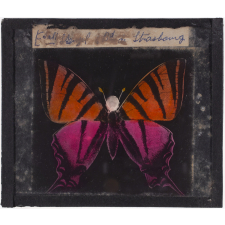 Papillon : Machaon rose et orange