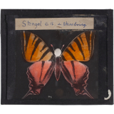 Papillon : Machaon rose et orange