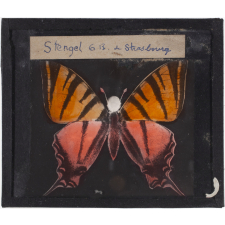Papillon : Machaon rose et orange