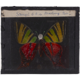 Papillon : Machaon jaune et rouge