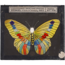 Papillon : Silène jaune
