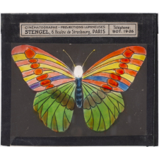 Papillon : Silène multicolore