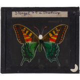 Papillon : Machaon orange et vert