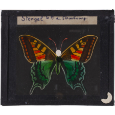 Papillon : Machaon orange et vert