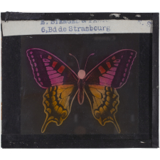 Papillon : Machaon rose et jaune