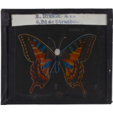 Papillon : Machaon orange et bleu