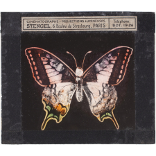 Papillon : Machaon rose et jaune