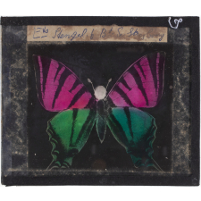 Papillon : Machaon vert et violet