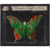 Papillon : Rouge et vert